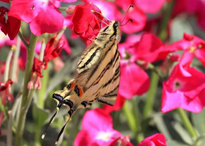 House Andrija Gæstehus 4*